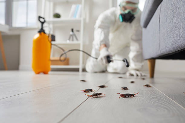 Affordable Termite Control solutions in Jackson, SC